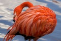 Pink flamingo preening its feathers on the pond Royalty Free Stock Photo