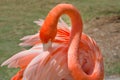 Pink Flamingo Preening Itself Royalty Free Stock Photo