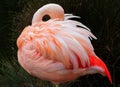 Pink Flamingo Royalty Free Stock Photo