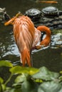 Pink Flamingo preening itself. Royalty Free Stock Photo