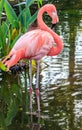 Pink flamingo