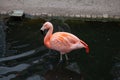 The pink flamingo in a profile in water on one foot with the raised head