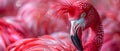 A pink flamingo with a red feather mohawk and punk rocker outfit. Concept Fun, Quirky, Flamingo, Royalty Free Stock Photo