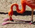 A Flamingo takes a Rest