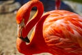 Pink Flamingo at the Zoo