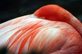 Pink Flamingo at Sea World, Orlando, Florida