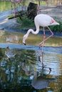 Pink flamingo