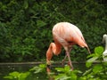 A pink flamingo Royalty Free Stock Photo
