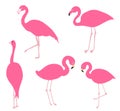 Pink flamingo set, illustration. Royalty Free Stock Photo