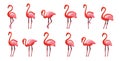 Pink flamingo set, vector illustration Isolated on white background