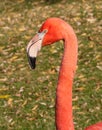 Pink Flamingo Side Photo facing left head and neck only