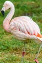 Pink flamingo sleeping with leg up