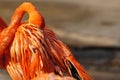 Pink Flamingo Sleeping at Sunset