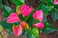 Pink flamingo spadix flower in closeup, Tropical plant specie from America Royalty Free Stock Photo