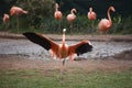 Pink flamingo with spread wings