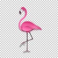 Pink flamingo standing on one leg. African exotic bird, cool sticker for birthday cards, party invitations, for tropical design Royalty Free Stock Photo