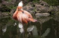 Pink Flamingo Standing On One Leg