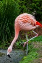 Pink Flamingo standing on one leg with head down to eat Royalty Free Stock Photo
