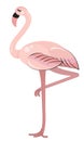 Pink flamingo standing on one leg, vector Royalty Free Stock Photo