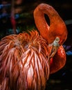 a flamingo with its head down and its feathers curled up Royalty Free Stock Photo