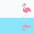 Pink flamingo standing on one leg. Shadow circles on the water. Exotic tropical bird. Zoo animal collection. Cute cartoon characte Royalty Free Stock Photo