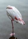 Pink Flamingo standing on one leg in the water Royalty Free Stock Photo