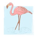 Pink flamingo standing in the water