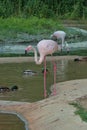 A pink flamingo stands near a pond. Flamingos or flamingoes are a type of wading bird.