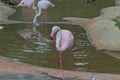 A pink flamingo stands near a pond. Flamingos or flamingoes are a type of wading bird.