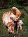 A pink flamingo stands on one leg. Its neck is beautifully arched, its beak touching the feathers. Flamingo close-up Royalty Free Stock Photo