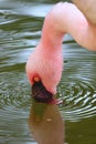 Pink flamingo stands in a shallow pond of water, its head and neck dipped down to take a sip Royalty Free Stock Photo