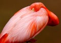 Pink Flamingo stands while sleeping with one eye open.