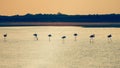 Pink flamingo at sunset in the Camargue