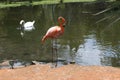 Pink flamingo and swan in tropical environment