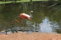 Pink flamingo and swan in the tropical garden