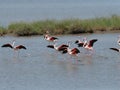 Pink Flamingo taking flight Royalty Free Stock Photo