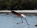 Pink Flamingo taking flight Royalty Free Stock Photo