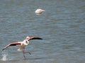 Pink Flamingo taking flight Royalty Free Stock Photo