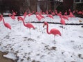 Pink flamingo