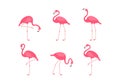 Pink flamingo, tropical cartoon bird icon, cute summer animal set. Zoo vector illustration Royalty Free Stock Photo