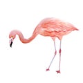 Pink Flamingo. Tropical Exotic Bird Rose Flamingos Isolated On White Background. Watercolor Hand Drawn Realistic Animal