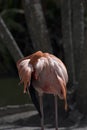 Pink flamingo tucking its head and preening its delicate creamy orange feathers in a natural setting Royalty Free Stock Photo