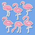 Pink flamingo vector cartoon flat set. Exotic tropical bird icons collection. Sticker version Royalty Free Stock Photo