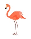 Pink Flamingo Vector Illustration. Wading Bird