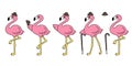 Pink flamingo vector set hat cartoon character icon flamingos collection illustration Cute animal exotic nature wild fauna Royalty Free Stock Photo