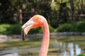 Pink flamingo