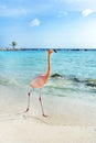 Pink flamingo walking on the beach, Aruba island Royalty Free Stock Photo