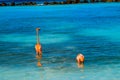 Pink flamingo walking on the beach in Aruba island, Caribbean sea, Renaissance Island Royalty Free Stock Photo