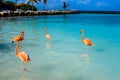 Pink flamingo walking on the beach in Aruba island, Caribbean sea, Renaissance Island Royalty Free Stock Photo