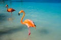 Pink flamingo walking on the beach in Aruba island, Caribbean sea, Renaissance Island Royalty Free Stock Photo